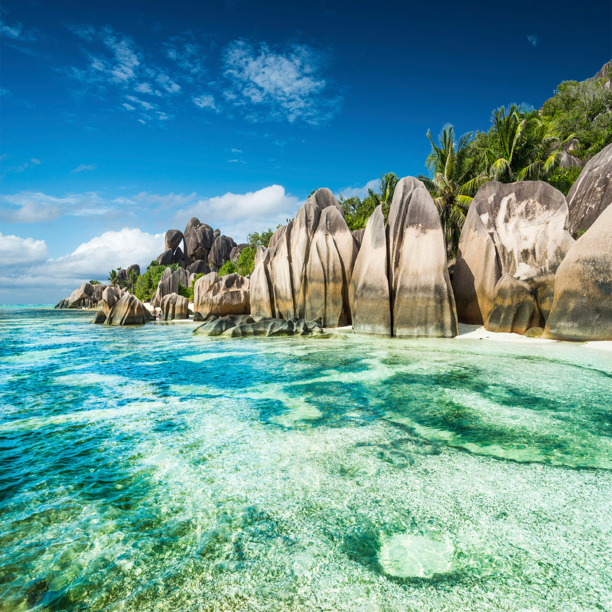 Scorpion : Seychelles 