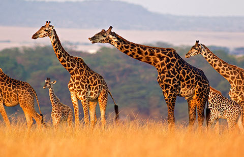 Discover the beauty of Africa