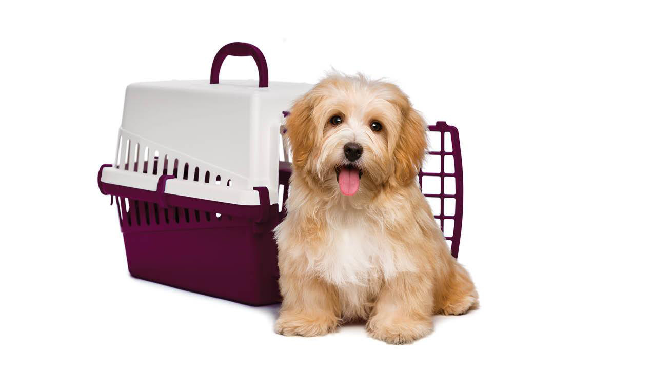 Viajar con mascotas